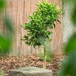 photo d'un arbre dans un jardin
