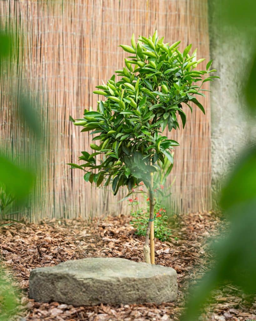 photo d'un arbre dans un jardin